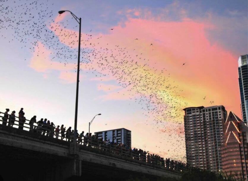 bats of congress